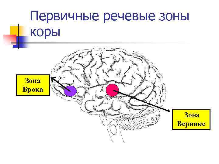 Первичные речевые зоны коры Зона Брока Зона Вернике 