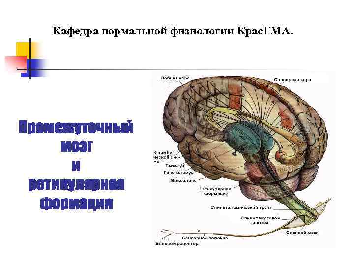 Кафедра нормальной физиологии Крас. ГМА. Промежуточный мозг и ретикулярная формация 