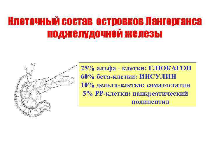 Клеточный состав островков Лангерганса поджелудочной железы 25% альфа - клетки: ГЛЮКАГОН 60% бета-клетки: ИНСУЛИН