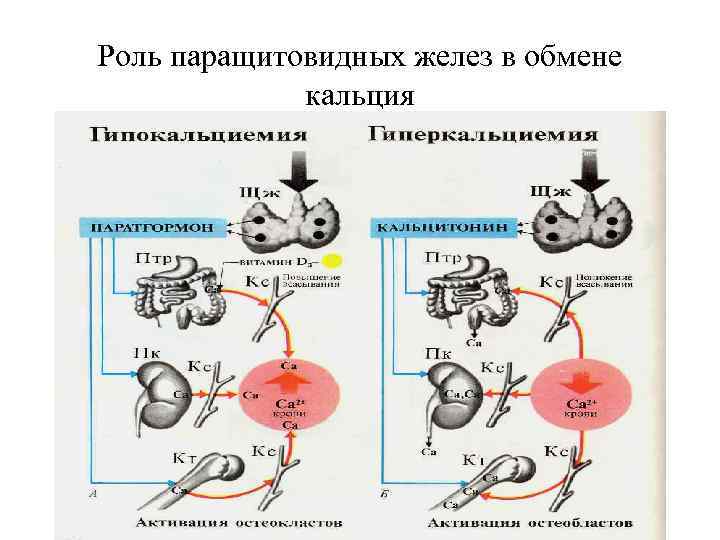 Роль паращитовидных желез в обмене кальция 