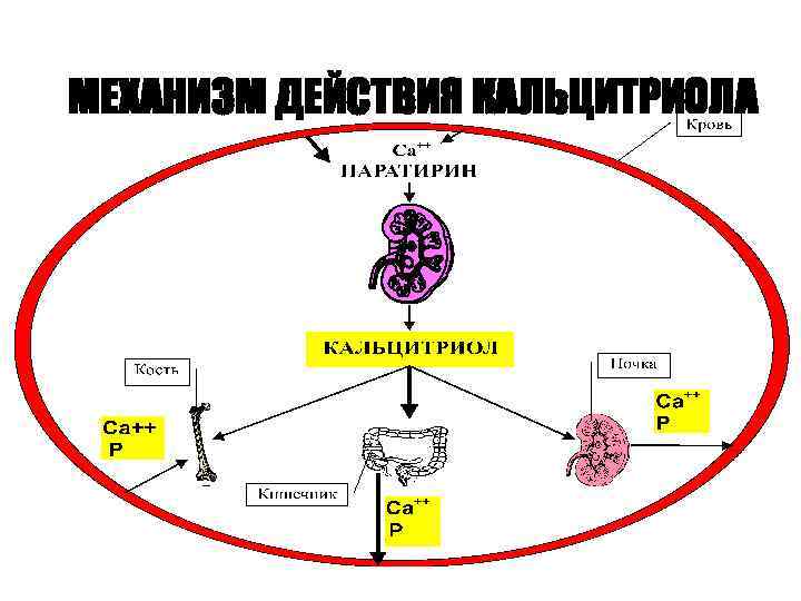 МЕХАНИЗМ ДЕЙСТВИЯ КАЛЬЦИТРИОЛА 