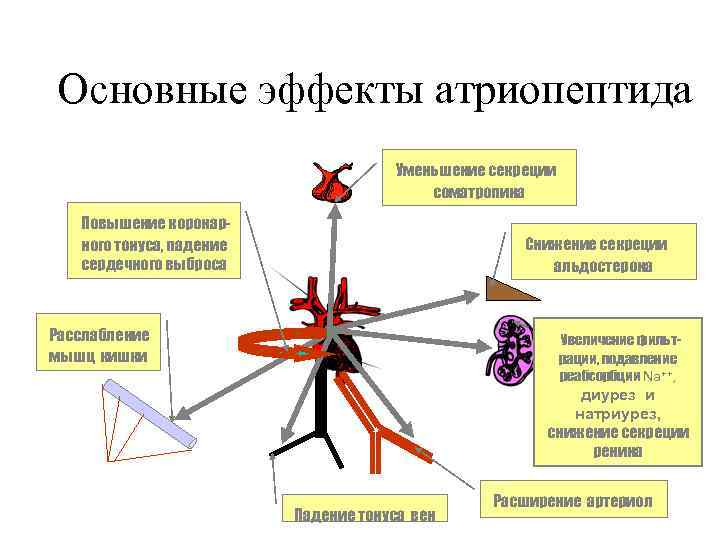 Основные эффекты атриопептида Уменьшение секреции соматропина Повышение коронарного тонуса, падение сердечного выброса Снижение секреции