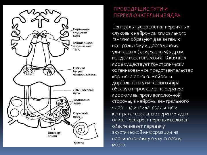 ПРОВОДЯЩИЕ ПУТИ И ПЕРЕКЛЮЧАТЕЛЬНЫЕ ЯДРА Центральные отростки первичных слуховых нейронов спирального ганглия образуют две