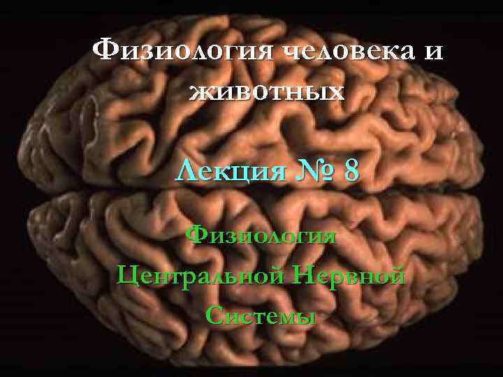 Физиология человека и животных Лекция № 8 Физиология Центральной Нервной Системы 