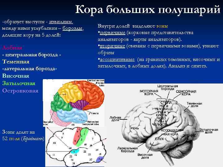Кора больших полушарий -образует выступы - извилины, между ними углубления – борозды, делящие кору