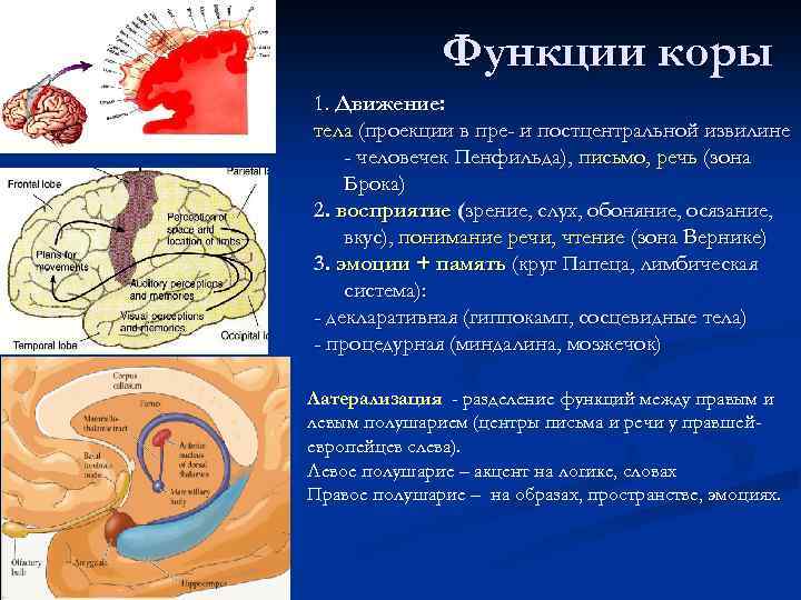 Функции коры 1. Движение: тела (проекции в пре- и постцентральной извилине - человечек Пенфильда),