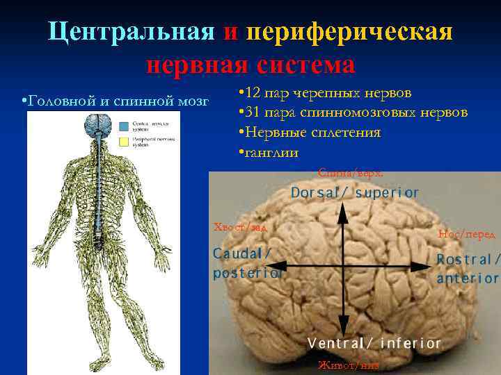 Центральная и периферическая нервная система • Головной и спинной мозг • 12 пар черепных