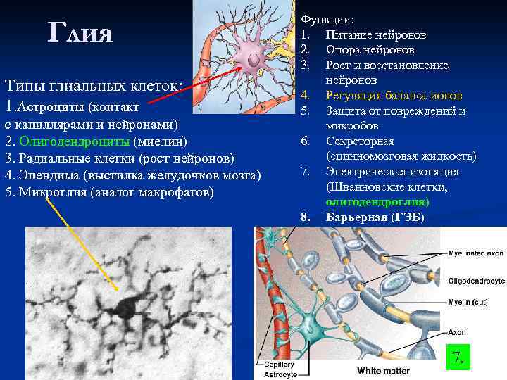 Глия Типы глиальных клеток: 1. Астроциты (контакт с капиллярами и нейронами) 2. Олигодендроциты (миелин)