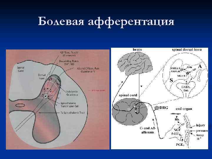 Болевая афферентация 