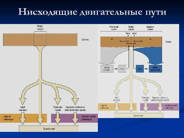 Нисходящие двигательные пути 