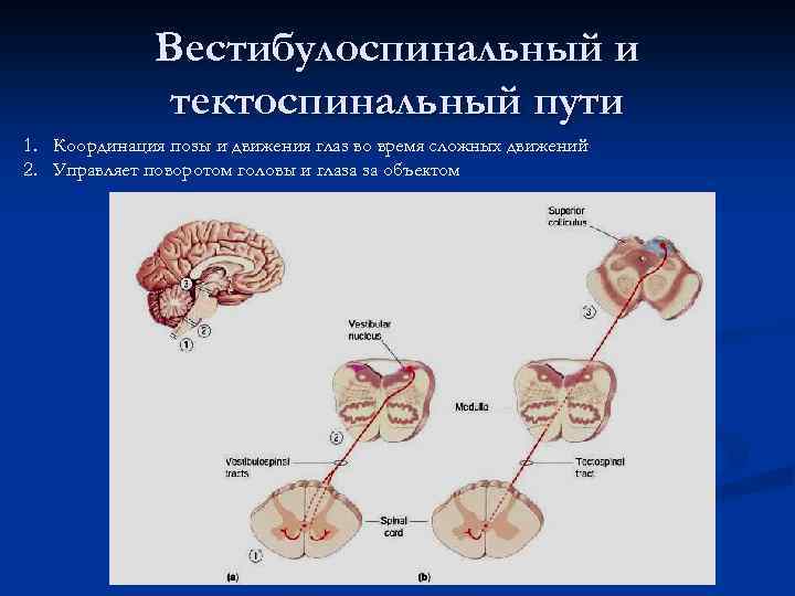 Вестибулоспинальный и тектоспинальный пути 1. Координация позы и движения глаз во время сложных движений