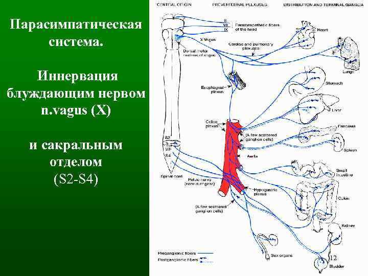 Парасимпатическая система. Иннервация блуждающим нервом n. vagus (Х) и сакральным отделом (S 2 -S