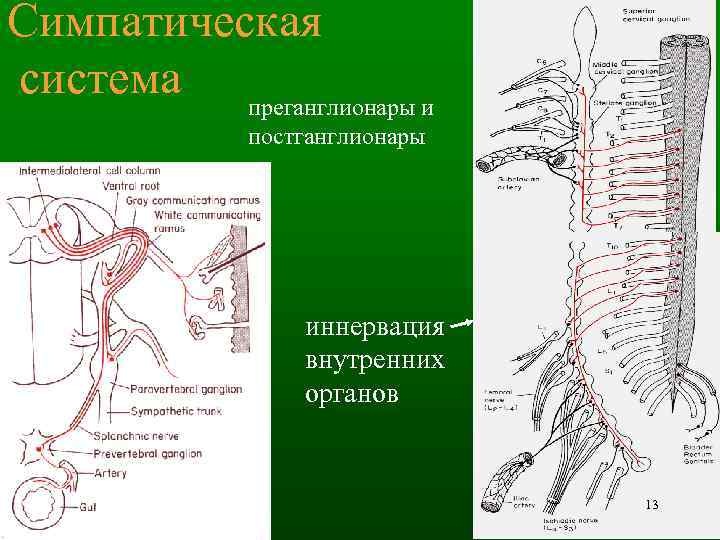 Симпатическая система преганглионары и постганглионары иннервация внутренних органов 13 