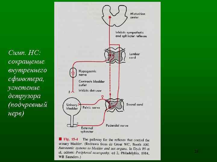 Симп. НС: сокращение внутреннего сфинктера, угнетение детрузора (подчревный нерв) 28 