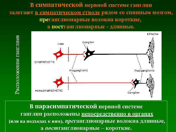 Расположение ганглиев В симпатической нервной системе ганглии залегают в симпатическом стволе рядом со спинным