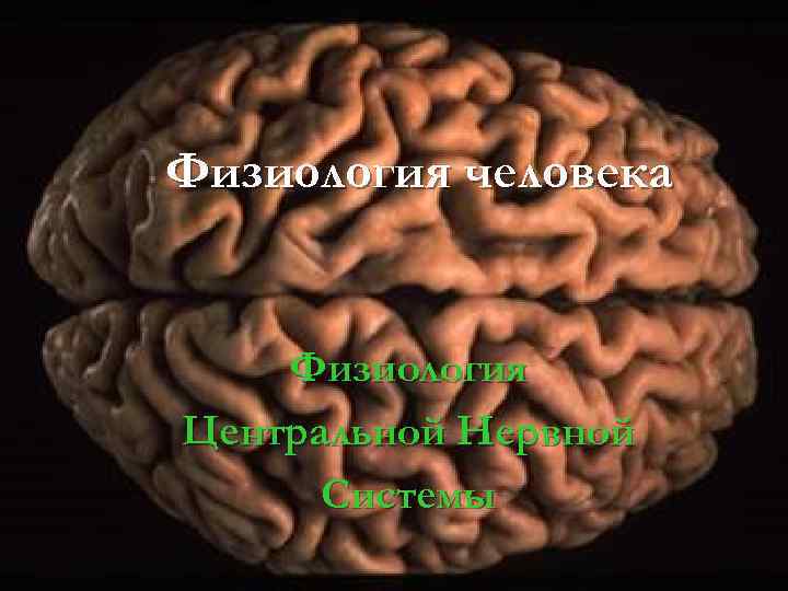 Физиология человека Физиология Центральной Нервной Системы 