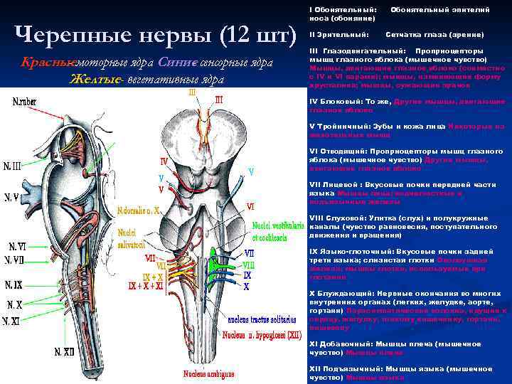 Черепные нервы (12 шт) Красныемоторные ядра Синие сенсорные ядра Желтые- вегетативные ядра I Обонятельный: