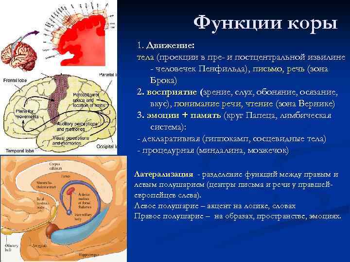 Функции коры 1. Движение: тела (проекции в пре- и постцентральной извилине - человечек Пенфильда),