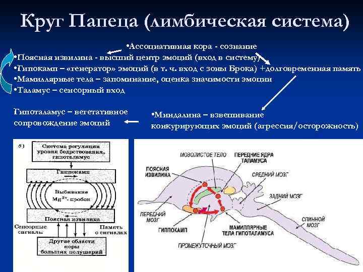 Круг Папеца (лимбическая система) • Ассоциативная кора - сознание • Поясная извилина - высший