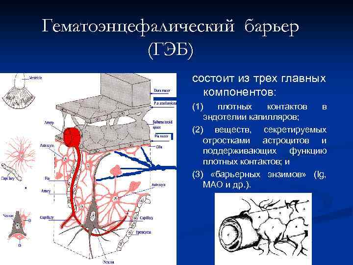 Гематоэнцефалический барьер (ГЭБ) состоит из трех главных компонентов: (1) плотных контактов в эндотелии капилляров;