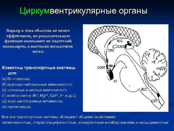 Циркумвентрикулярные органы Барьер в этих областях не менее эффективен, но разделительную функцию выполняет не
