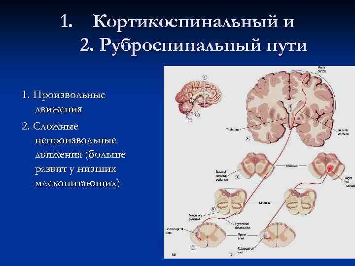 1. Кортикоспинальный и 2. Руброспинальный пути 1. Произвольные движения 2. Сложные непроизвольные движения (больше