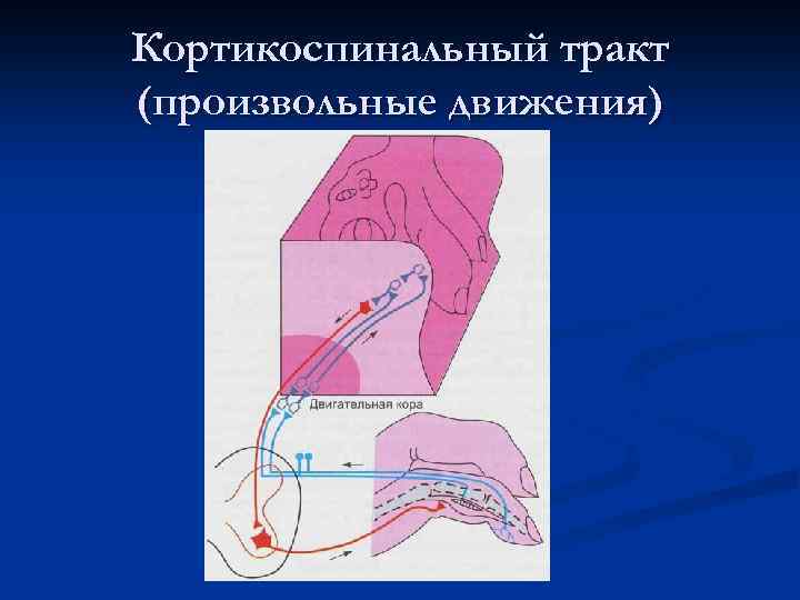 Кортикоспинальный тракт (произвольные движения) 