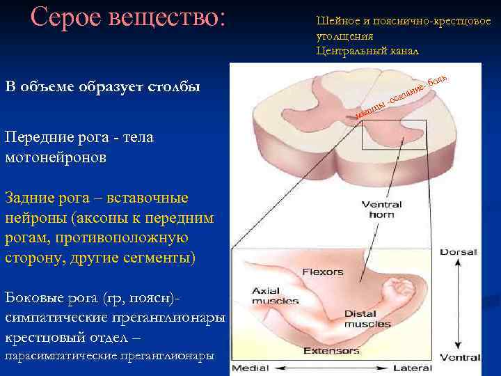 Серое вещество: В объеме образует столбы Передние рога - тела мотонейронов Задние рога –