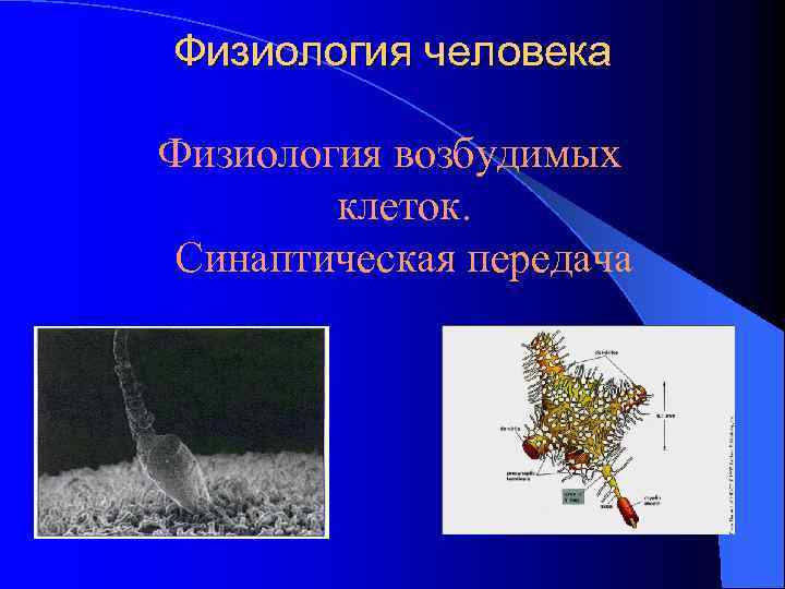 Физиология человека Физиология возбудимых клеток. Синаптическая передача 