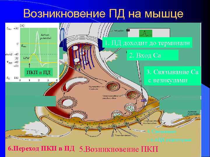 Возникновение ПД на мышце 1. ПД доходит до терминали 2. Вход Са ПКП и
