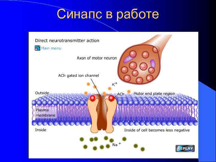 Синапс в работе 