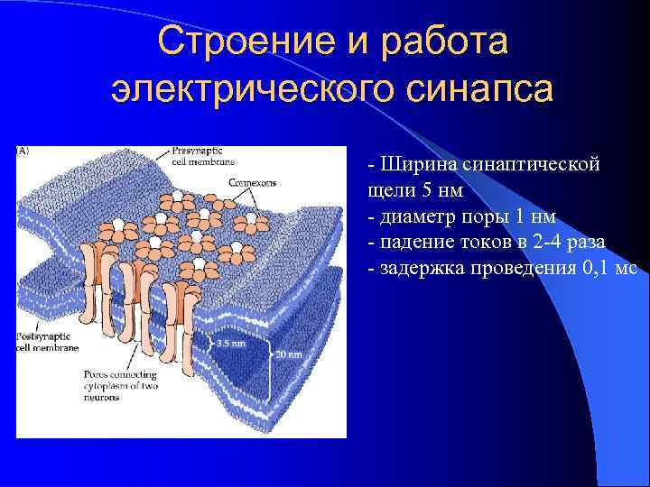 Строение и работа электрического синапса - Ширина синаптической щели 5 нм - диаметр поры