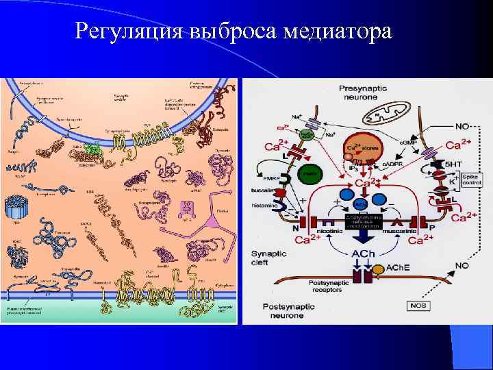 Регуляция выброса медиатора 