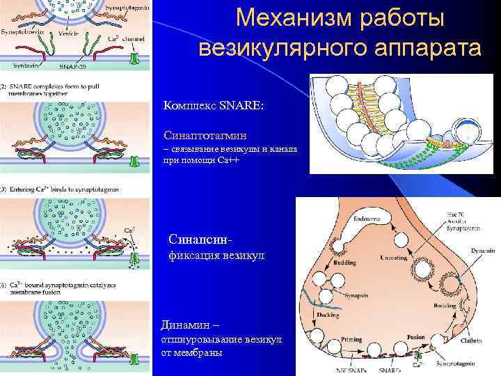 Механизм работы везикулярного аппарата Комплекс SNARE: Синаптотагмин – связывание везикулы и канала при помощи