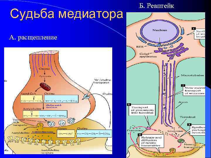 Судьба медиатора А. расщепление Б. Реаптейк 