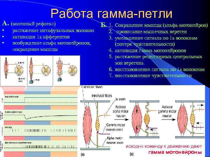 Работа гамма-петли А. (коленный рефлекс) • • • растяжение интафузальных волокон активация 1 а