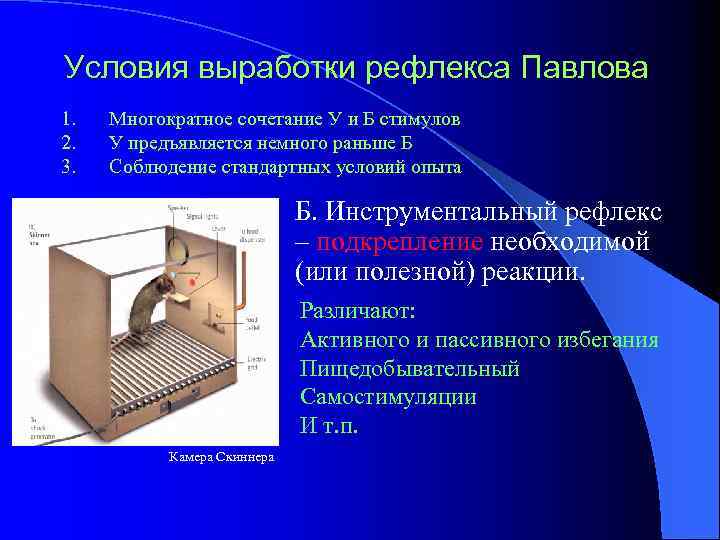 Условия выработки рефлекса Павлова 1. 2. 3. Многократное сочетание У и Б стимулов У