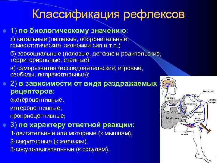 Классификация рефлексов схема