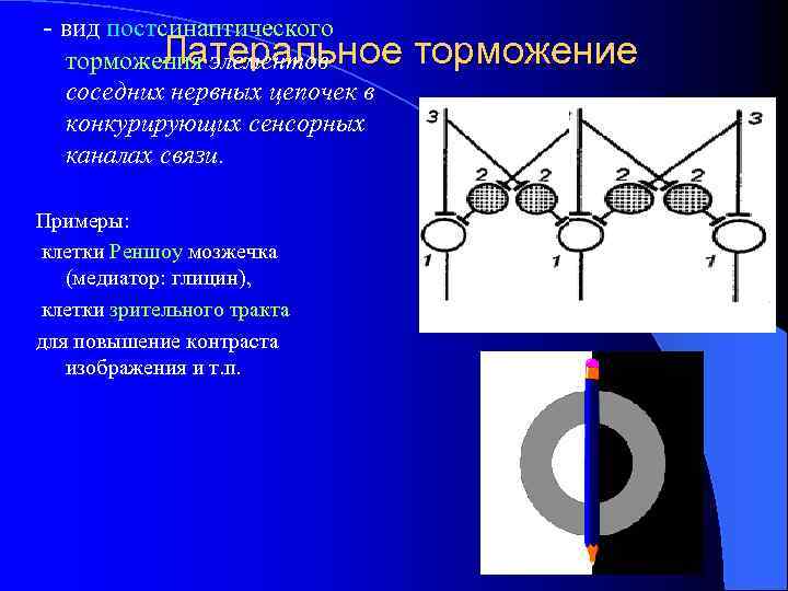 - вид постсинаптического Латеральное торможения элементов соседних нервных цепочек в конкурирующих сенсорных каналах связи.