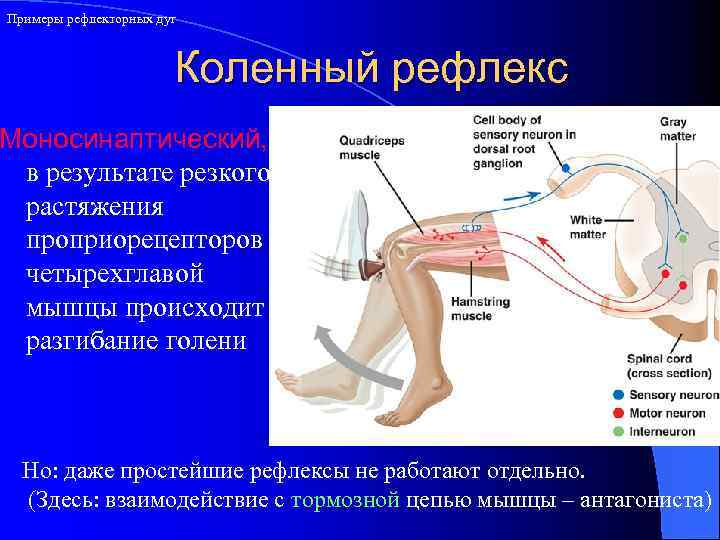 Примеры рефлекторных дуг Коленный рефлекс Моносинаптический, в результате резкого растяжения проприорецепторов четырехглавой мышцы происходит