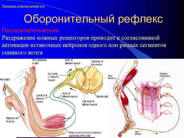 Примеры рефлекторных дуг Оборонительный рефлекс Полисинаптический Раздражение кожных рецепторов приводит к согласованной активации вставочных