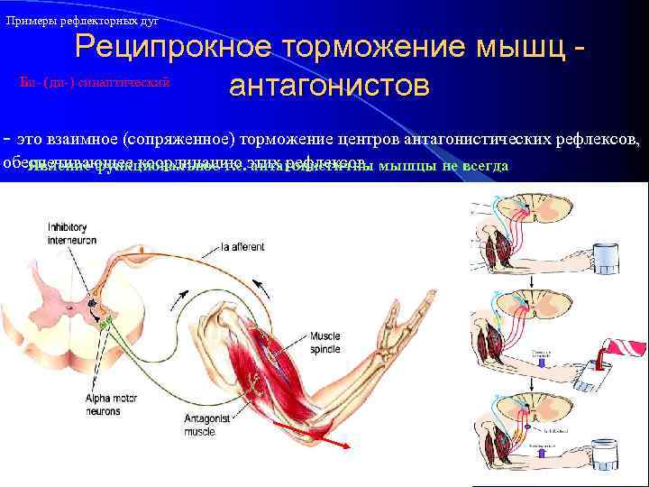 Примеры рефлекторных дуг Реципрокное торможение мышц Би- (ди-) синаптический антагонистов - это взаимное (сопряженное)