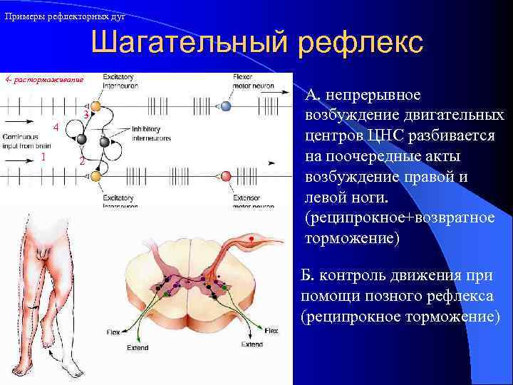 Примеры рефлекторных дуг Шагательный рефлекс 4 - растормаживание 4 1 3 2 А. непрерывное