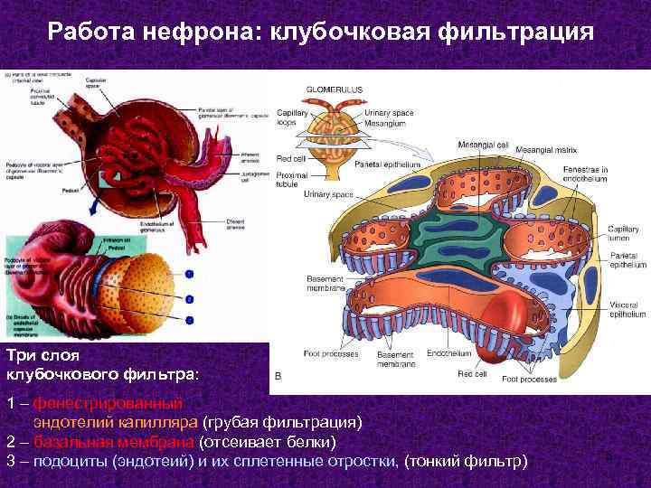 Клубочковая фильтрация сдать