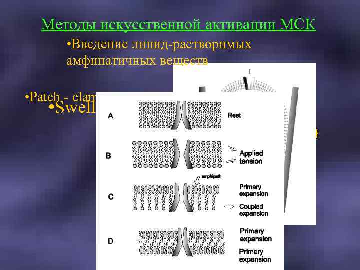 Методы искусственной активации МСК • Введение липид-растворимых амфипатичных веществ • Patch - clamp •