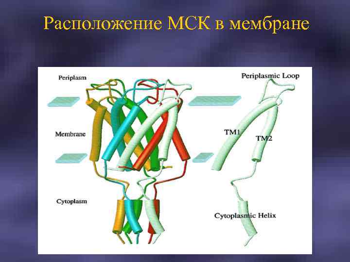 Расположение МСК в мембране 