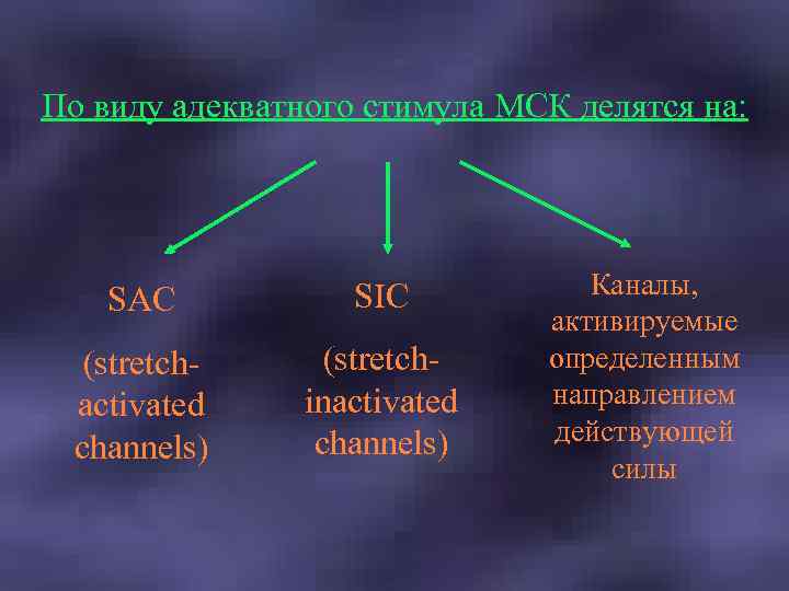 По виду адекватного стимула МСК делятся на: SAC SIC (stretchactivated channels) (stretchinactivated channels) Каналы,