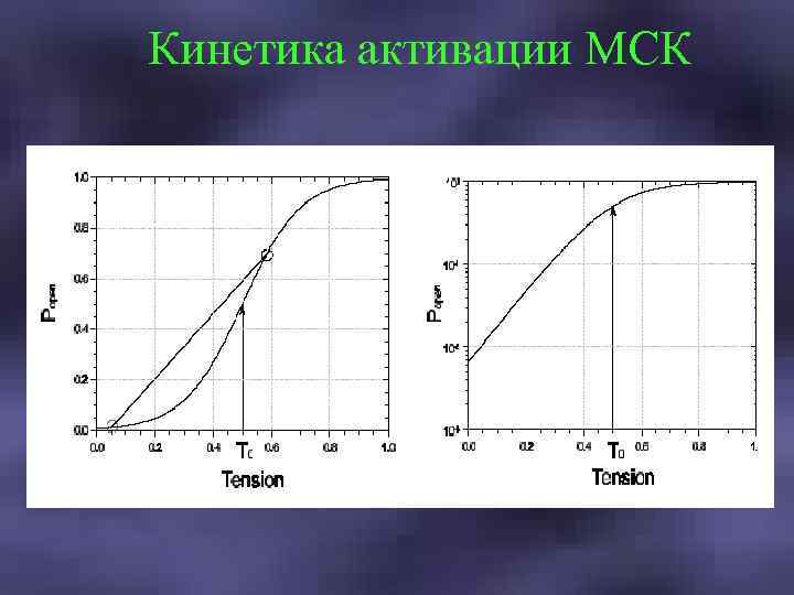 Кинетика активации МСК 