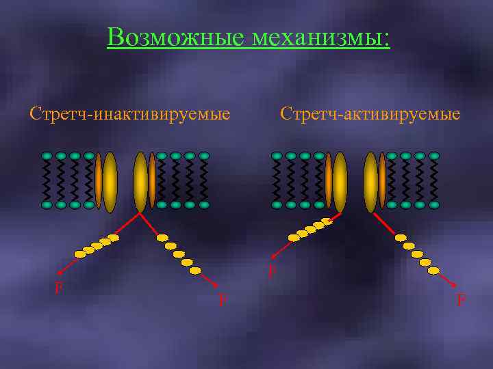 Возможные механизмы: Стретч-инактивируемые F Стретч-активируемые F F F 