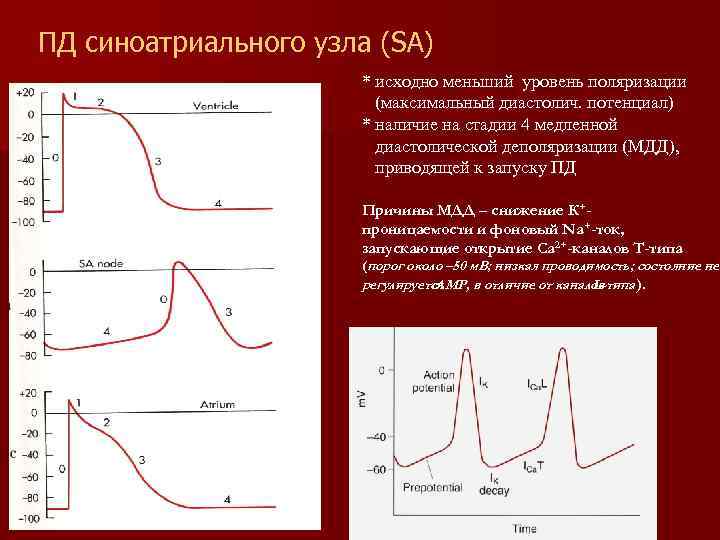 ПД синоатриального узла (SA) * исходно меньший уровень поляризации (максимальный диастолич. потенциал) * наличие